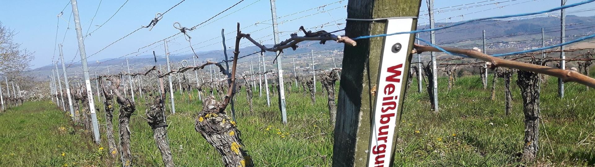Blick durch den Rebsortengarten am Kahlenberg Blick durch den Rebsortengarten am Kahlenberg