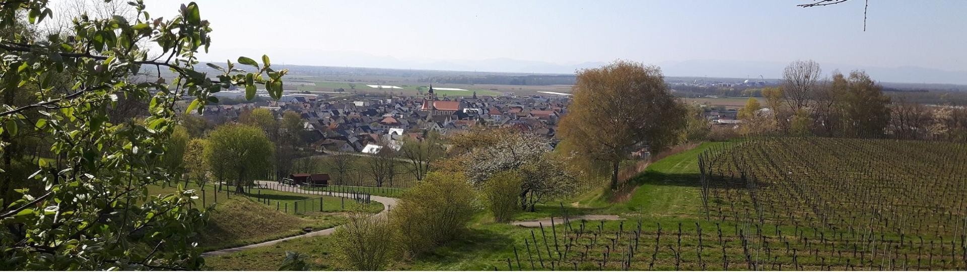 Ringsheim von Oben Ringsheim von Oben