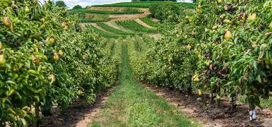 Weinbau, Jagd, Land- und Forstwirtschaft