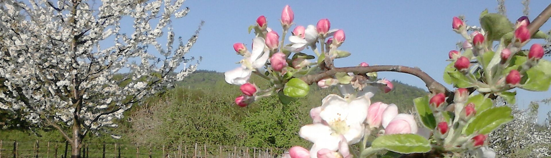 Apfelblüte Apfelblüte