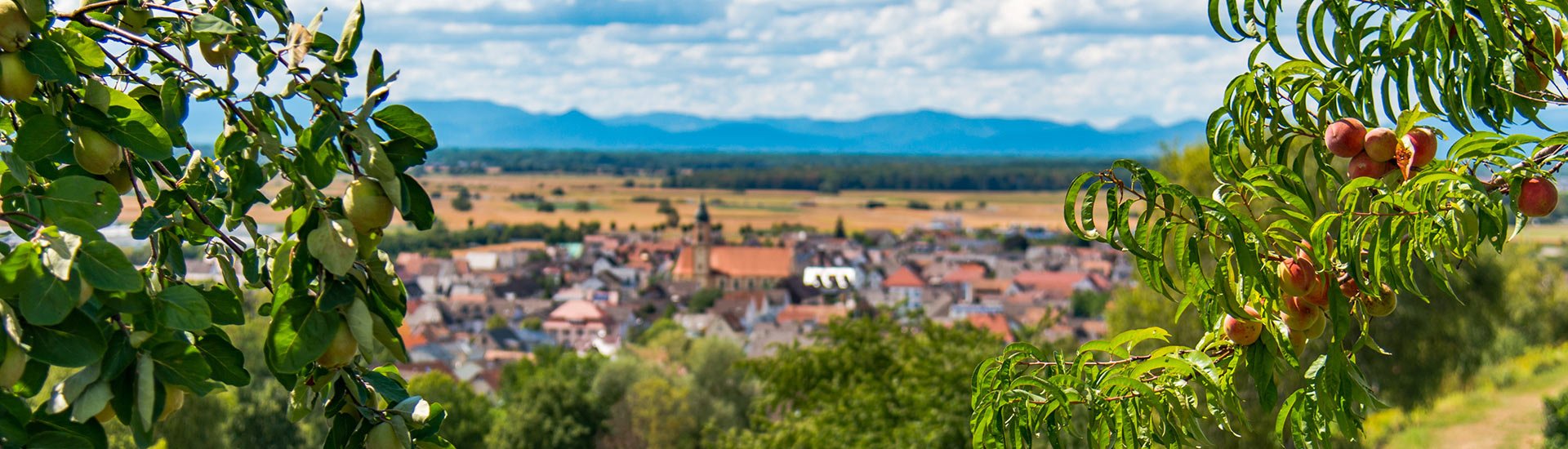 Blick auf Ringsheim